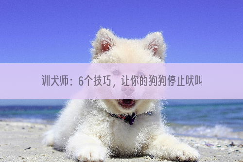 训犬师：6个技巧，让你的狗狗停止吠叫