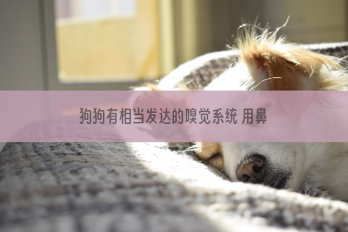 狗狗有相当发达的嗅觉系统 用鼻子“看”世界