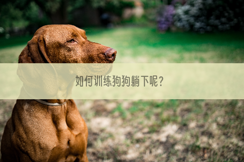 如何训练狗狗躺下呢？