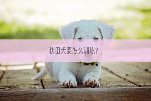 秋田犬要怎么训练？