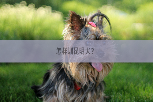 怎样训昆明犬？