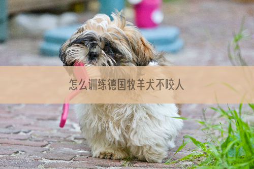 怎么训练德国牧羊犬不咬人