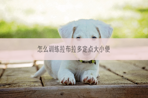 怎么训练拉布拉多定点大小便