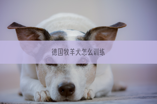 德国牧羊犬怎么训练