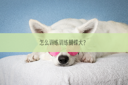 怎么训练训练蝴蝶犬？