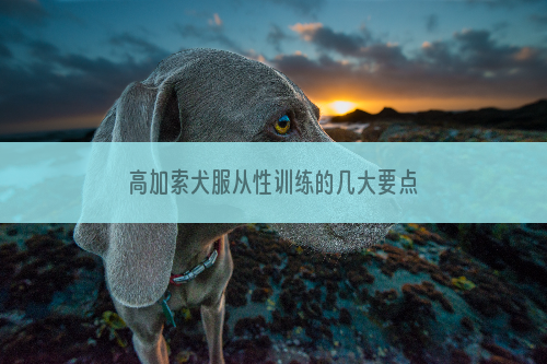 高加索犬服从性训练的几大要点