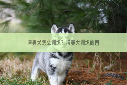 博美犬怎么训练？博美犬训练的四个技巧。