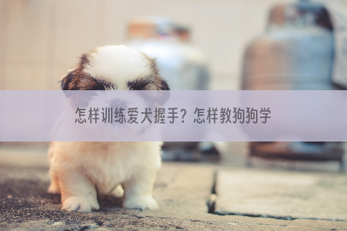 怎样训练爱犬握手？怎样教狗狗学会握手？