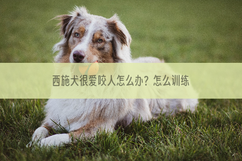 西施犬很爱咬人怎么办？怎么训练西施犬？
