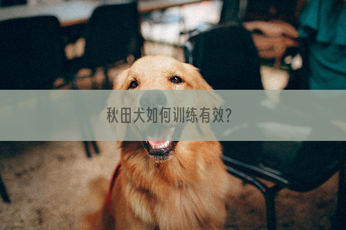 秋田犬如何训练有效？