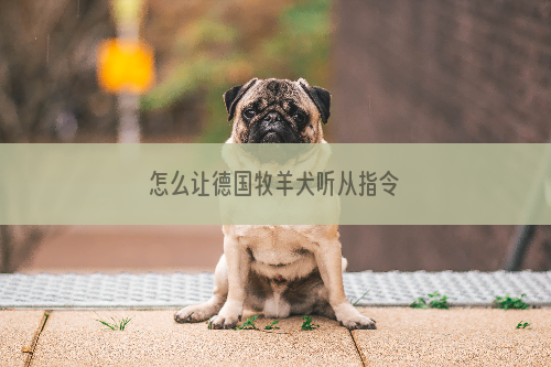 怎么让德国牧羊犬听从指令