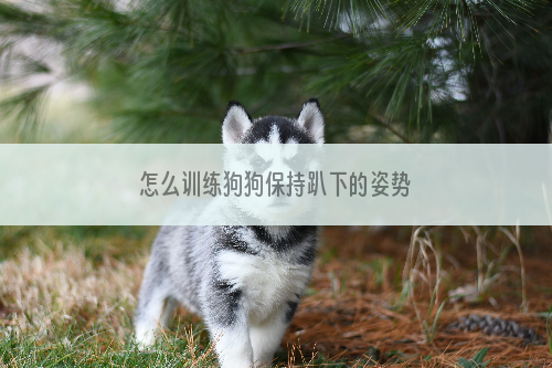 怎么训练狗狗保持趴下的姿势