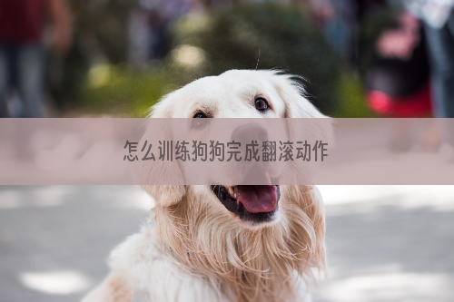 怎么训练狗狗完成翻滚动作