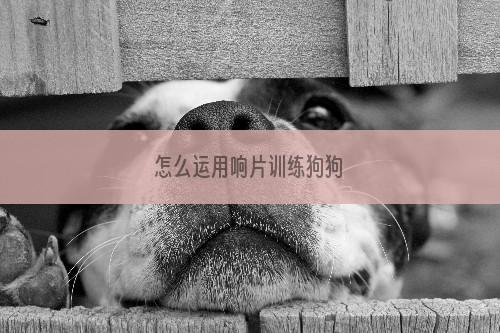 怎么运用响片训练狗狗