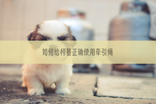 如何给柯基正确使用牵引绳