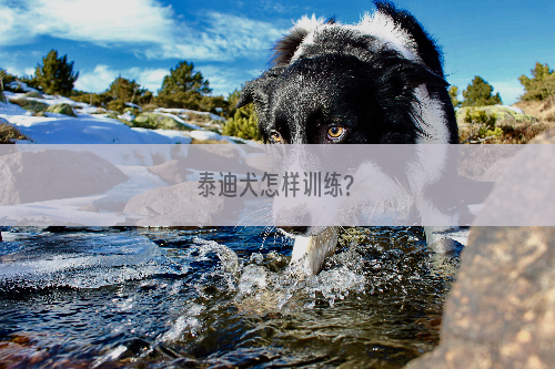 泰迪犬怎样训练?