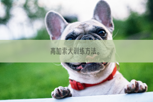 高加索犬训练方法。