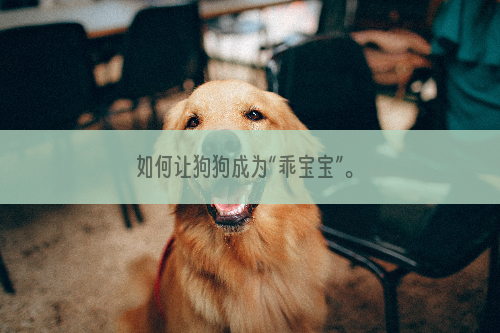如何让狗狗成为“乖宝宝”。