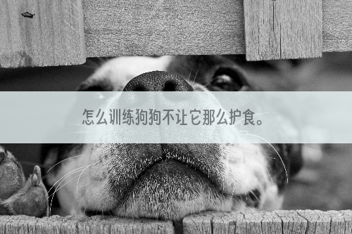 怎么训练狗狗不让它那么护食。