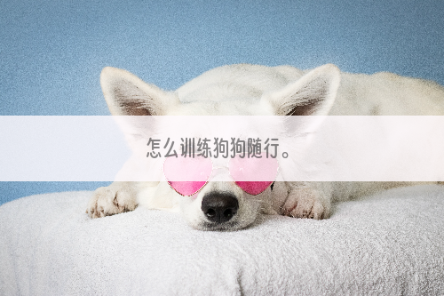 怎么训练狗狗随行。