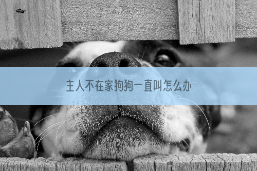 主人不在家狗狗一直叫怎么办