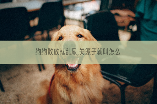 狗狗散放就乱尿,关笼子就叫怎么办