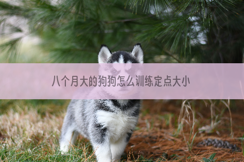 八个月大的狗狗怎么训练定点大小便