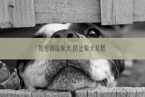 如何训练柴犬,防止柴犬乱吠