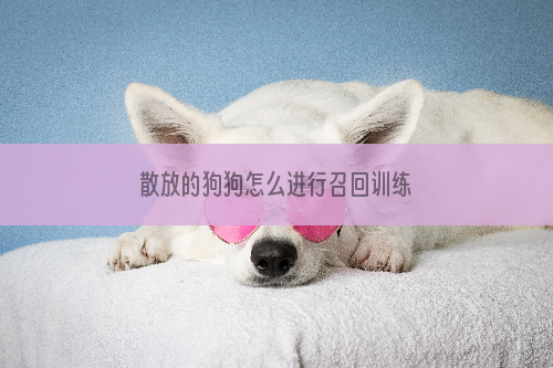 散放的狗狗怎么进行召回训练