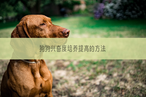 狗狗兴奋度培养提高的方法