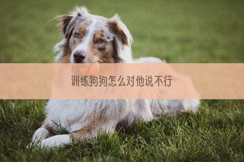 训练狗狗怎么对他说不行