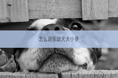 怎么训练幼犬大小便