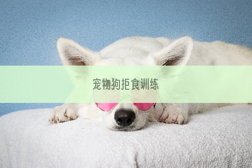 宠物狗拒食训练