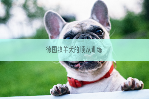 德国牧羊犬的顺从训练