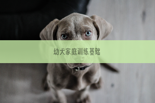 幼犬家庭训练基础