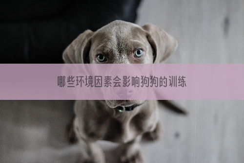 哪些环境因素会影响狗狗的训练