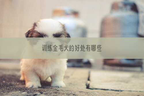 训练金毛犬的好处有哪些