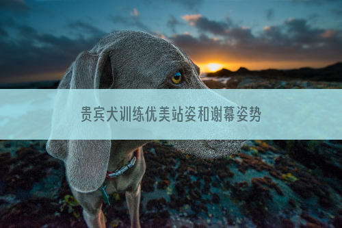 贵宾犬训练优美站姿和谢幕姿势