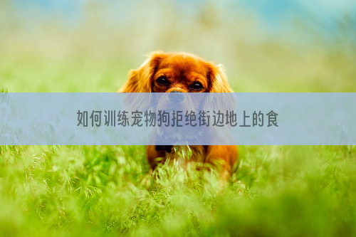 如何训练宠物狗拒绝街边地上的食物