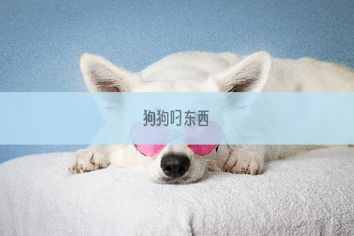 狗狗叼东西