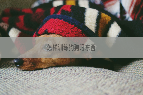 怎样训练狗狗叼东西