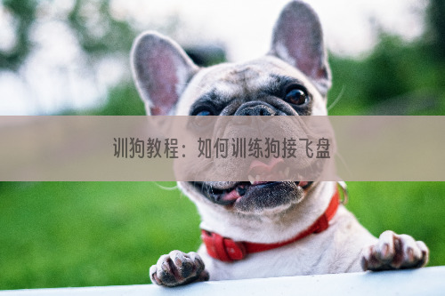 训狗教程：如何训练狗接飞盘