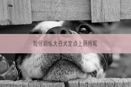 如何训练大丹犬定点上厕所呢