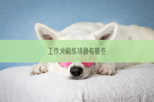 工作犬训练项目有哪些