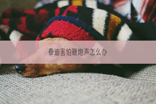 泰迪害怕鞭炮声怎么办