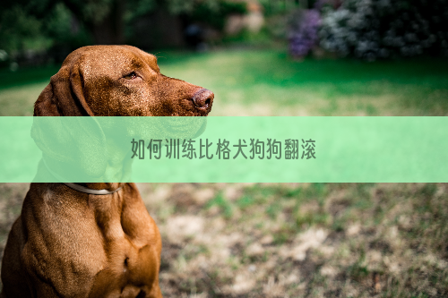 如何训练比格犬狗狗翻滚
