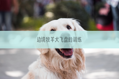 边境牧羊犬飞盘的训练