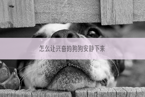怎么让兴奋的狗狗安静下来