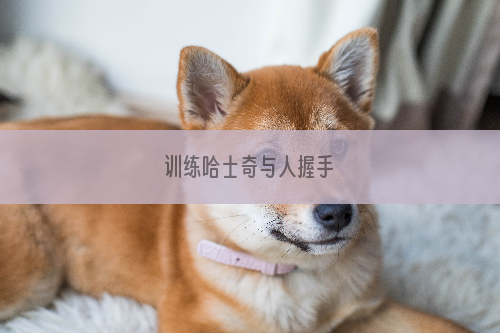 训练哈士奇与人握手