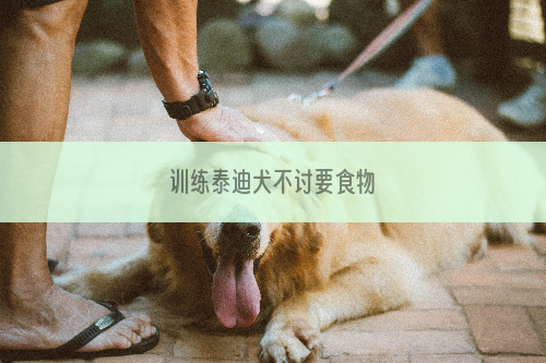 训练泰迪犬不讨要食物